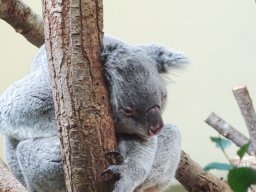 Tiergarten Schönbrunn am 12.03.2025